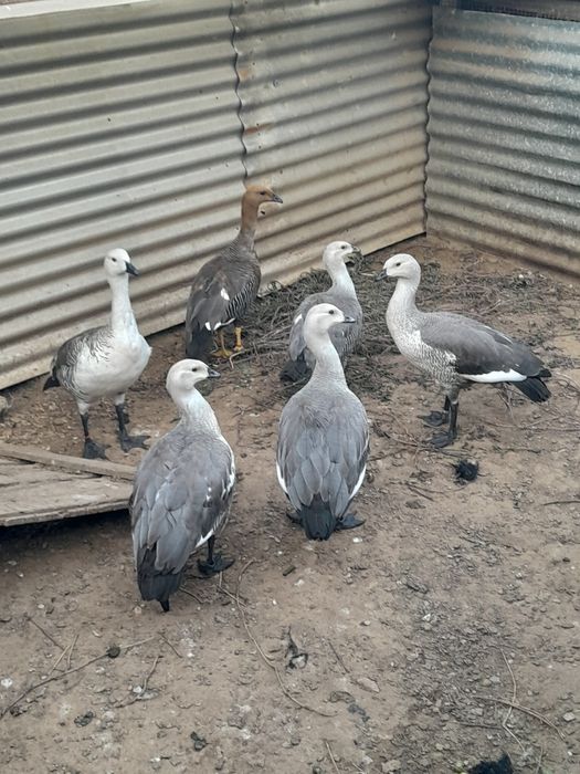 Patos exoticos, pavões, gansos