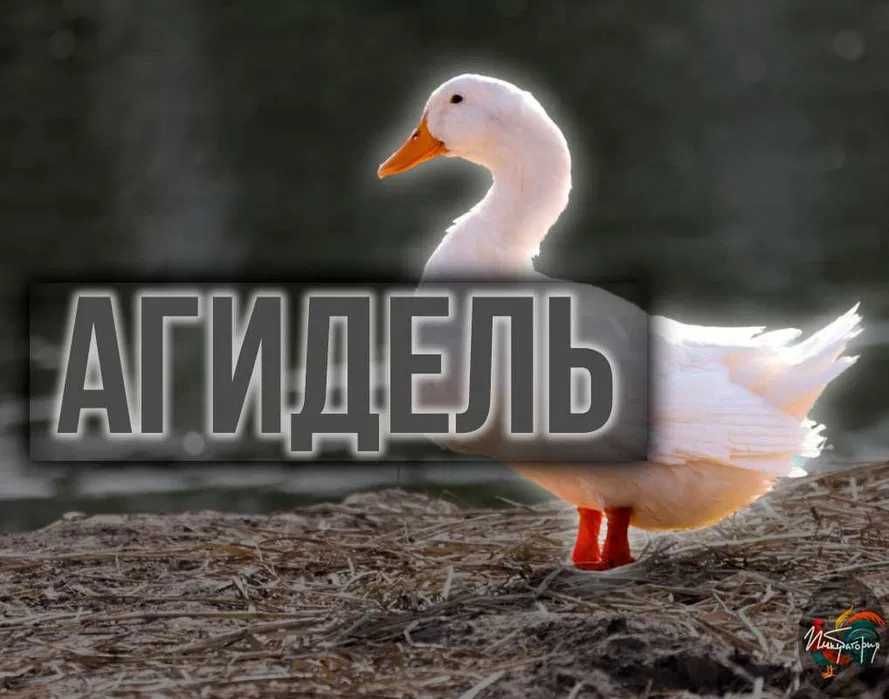 Агідель. Інкубаційні яйця (Інкубаторія UA).