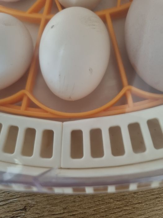 Jajka lęgowe silki jedwabistej