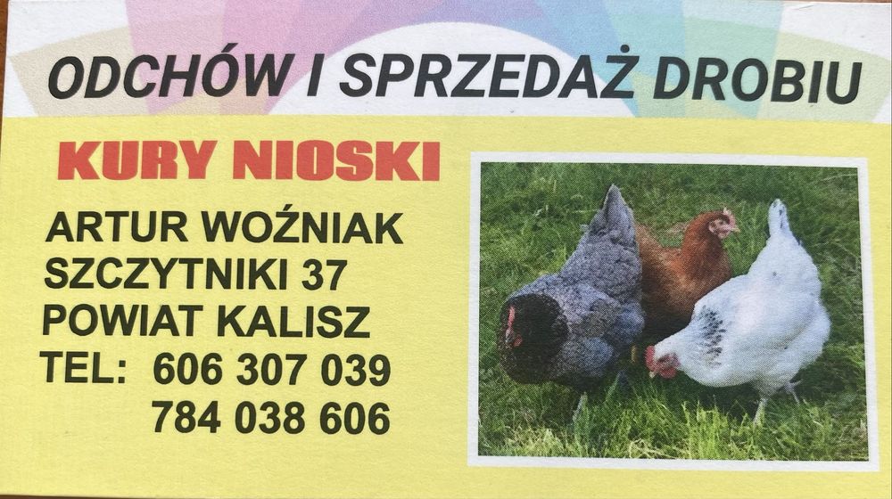 Młode kurki nioski