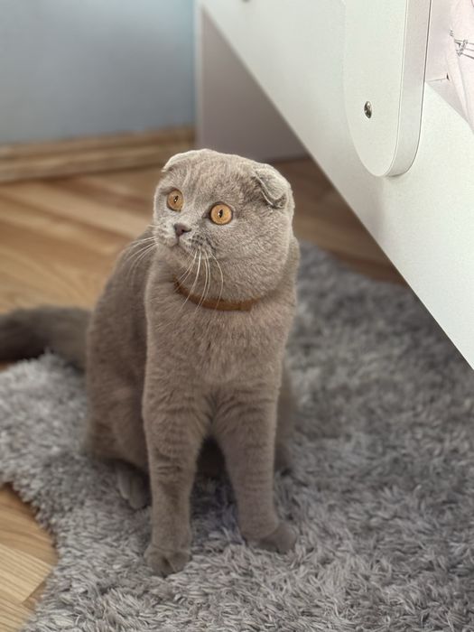 Шотландські кошенята