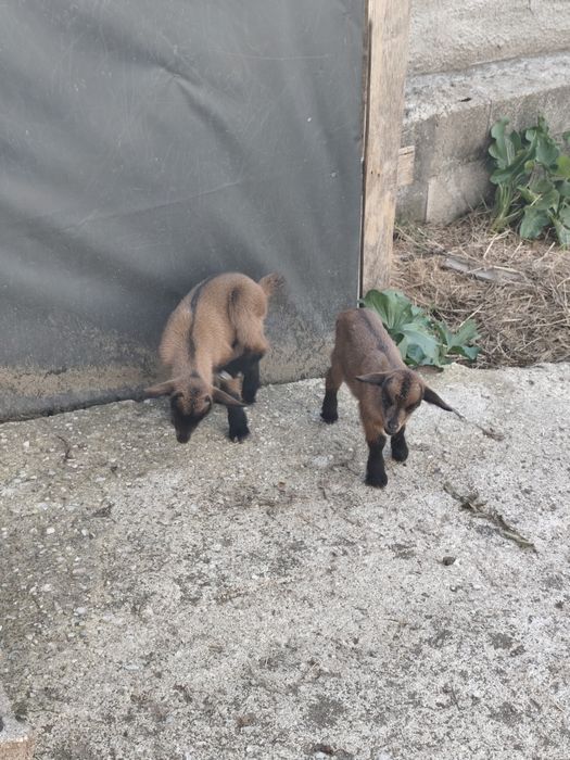 Cabrito raça anã