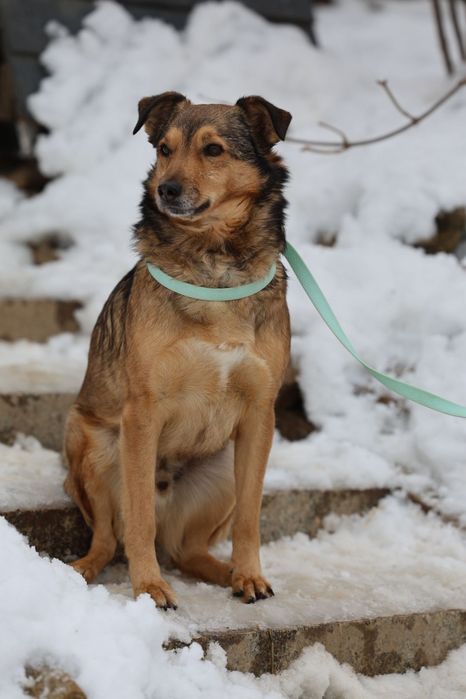 Przytulaśny samiec do adopcji