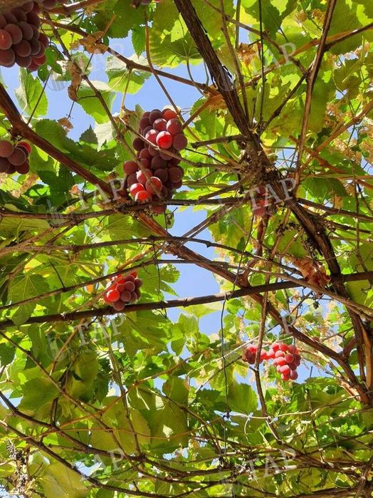 Без % агентству. Продам дом на Москалёвке, улица Новодесятисаженная