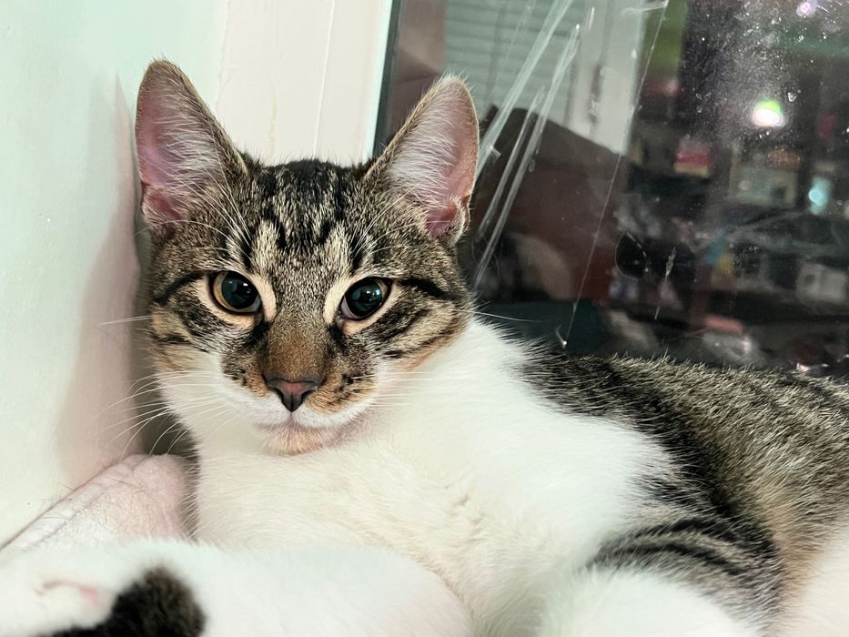 Кошеня хлопчик шукає дім!