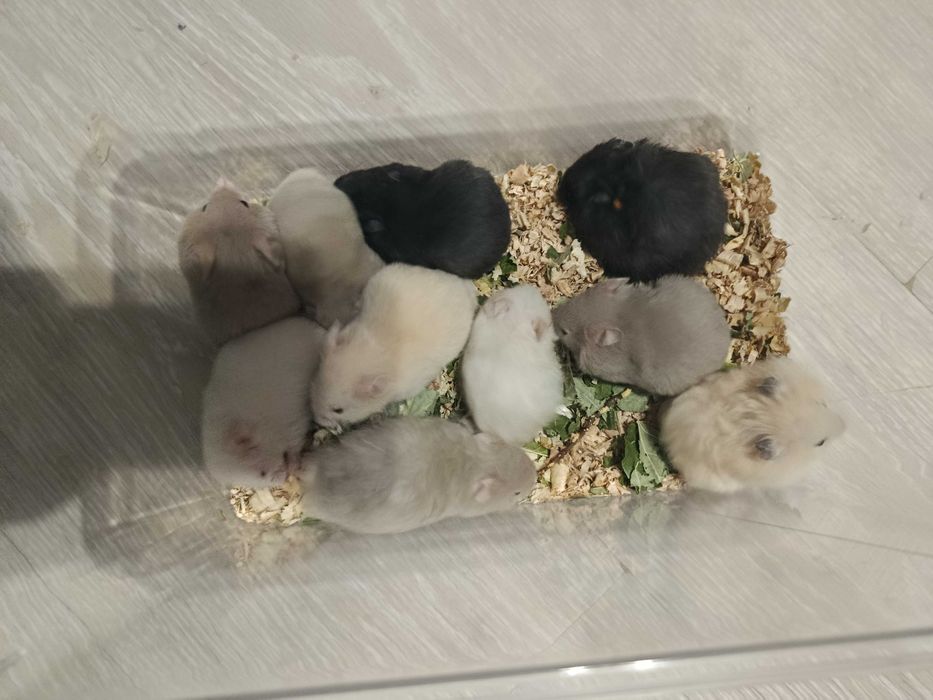 Хомяки  : пепельные, кремовые, черные . джунгарские