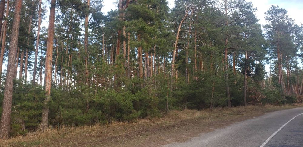 Продажа,обмен 2га с.Марьяновка осг фасад, асфальт