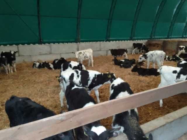 hala lukowa 16x50, obora na bydło, hala na bale, szerokości do 20 metr