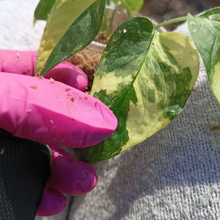monstera mayuna variegata-sadzonki wstępnie ukorzenione