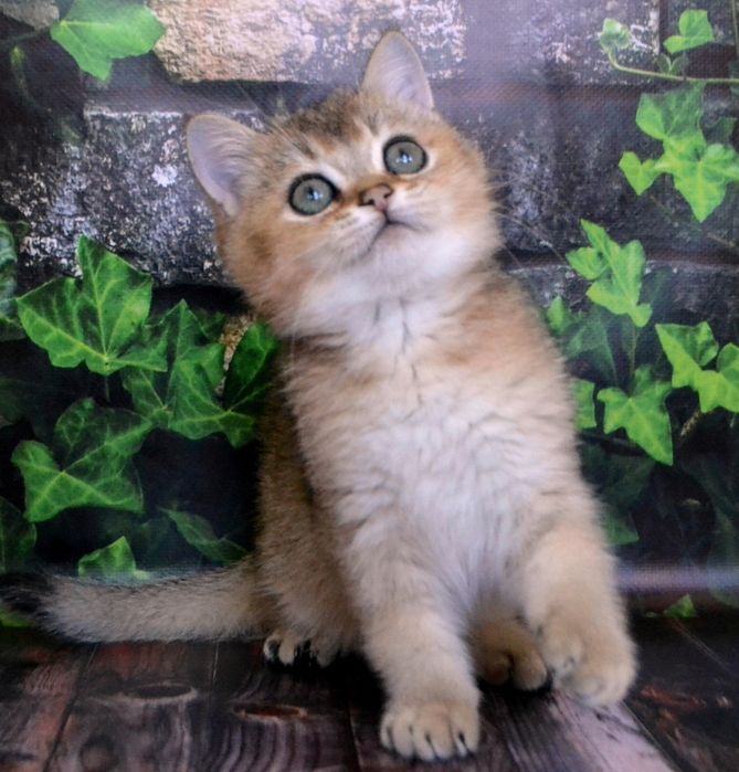 Крутий Золотий котик