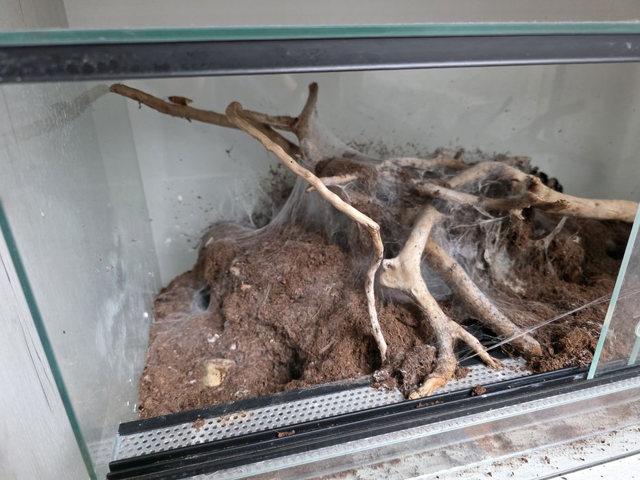 Monocentropus balfourii grupówka terrarium pająk