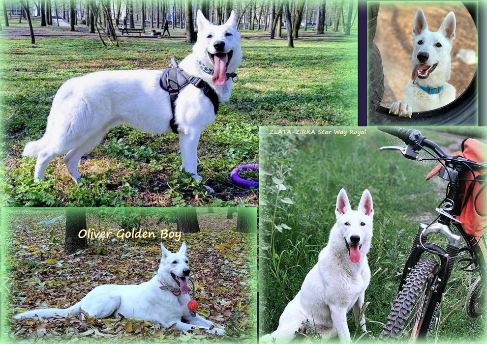 Швейцарська/Німецька Біла Вівчарка - Проф.розплідник з 2006р, цуценята