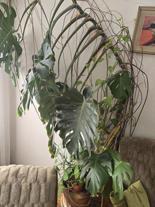 Filodendron monstera liście