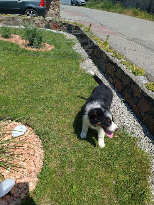 Border Collie – szczeniak