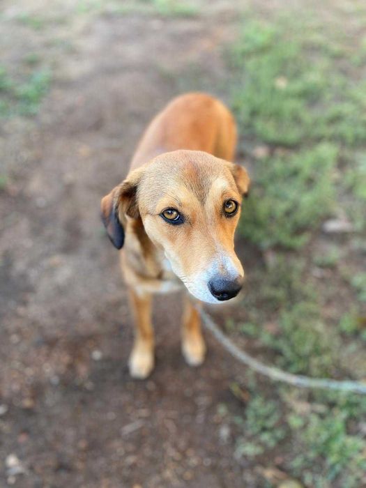 DOA-SE CADELA com 7 meses