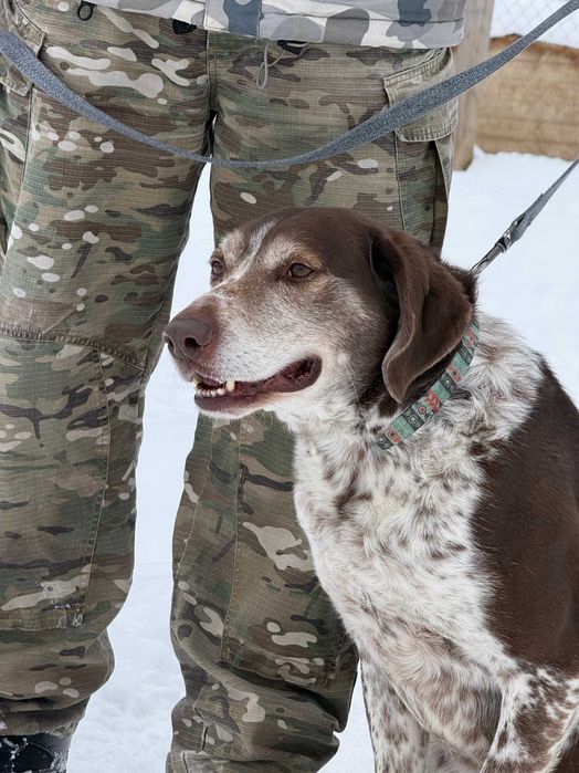 Тор, метис курцхаара, шукає дім