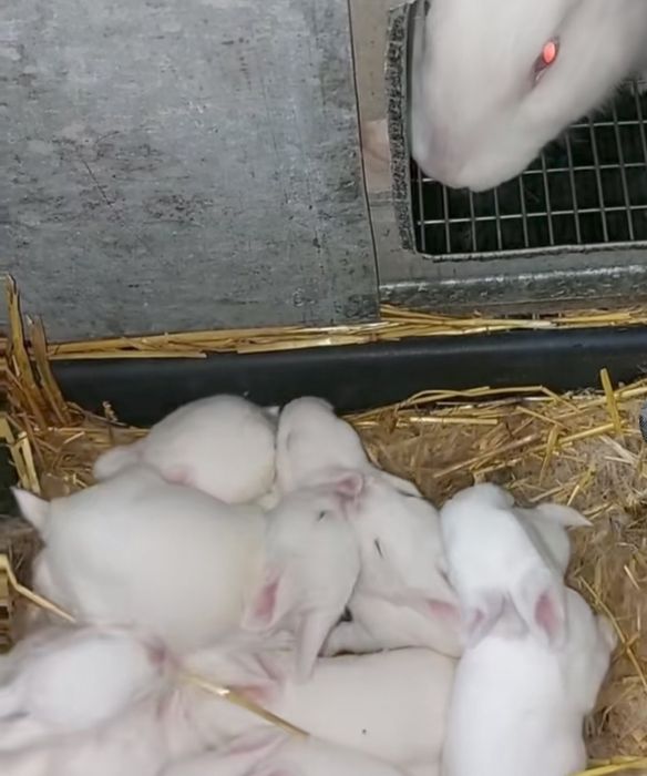 Кролики термонцы. Кроли. Крольчата. кроленята