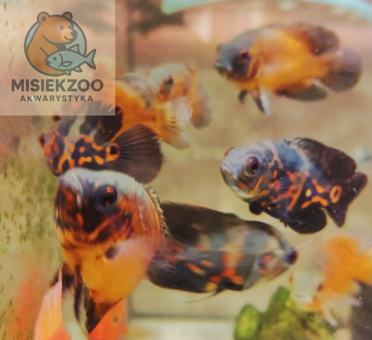 MISIEKZOO Pielęgnice - Pielęgnica Pawiooka