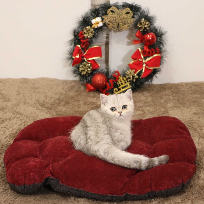 Котенок кошечка прямоухая серебристая шиншилла страйт.