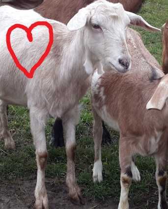 Продаю козу зааненську Лексі - 3 літровку