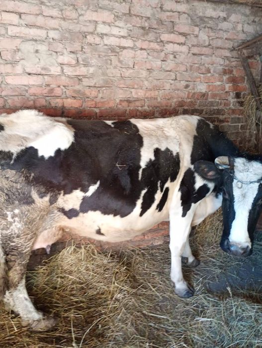 Продам 2 розтелені Корови.