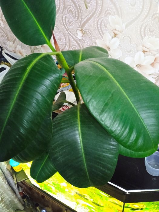 Фикус каучуконосный