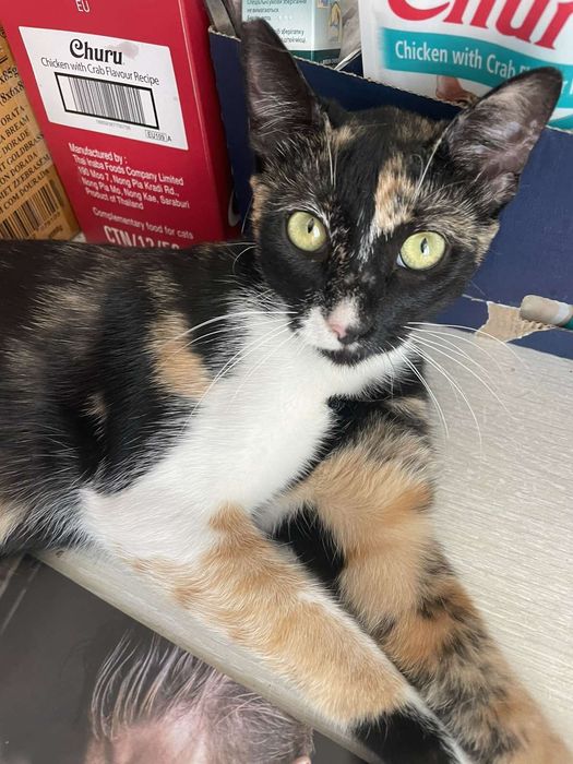 Трикольорове Щастячко! Шикарна Красуня (стерилізована)