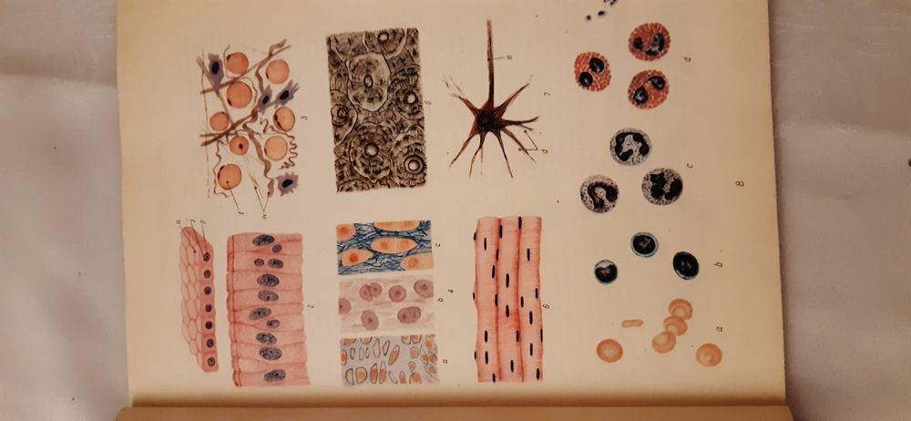 Mały atlas anatomiczny prof. Witold Sylwanowicz