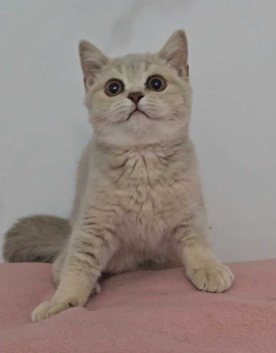 Gatinha British Shorthair com Lop