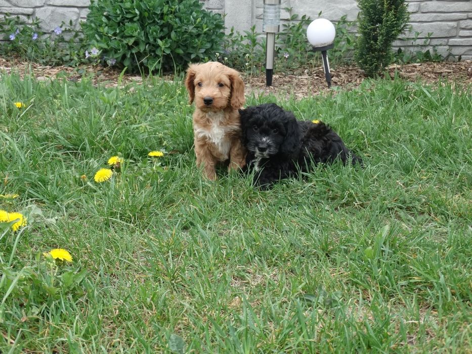 Cockapoo  dziewczyny