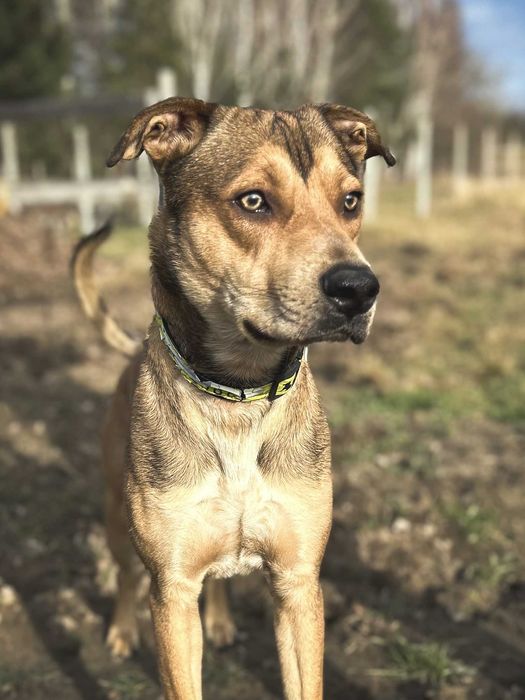 Młody i uroczy Ciastek szuka domu (pies do adopcji)