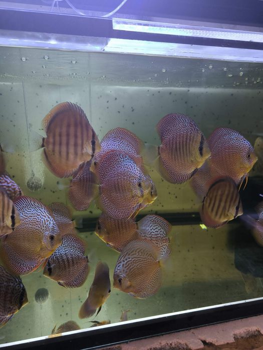 Paletki-Dyskowce-Hodowla