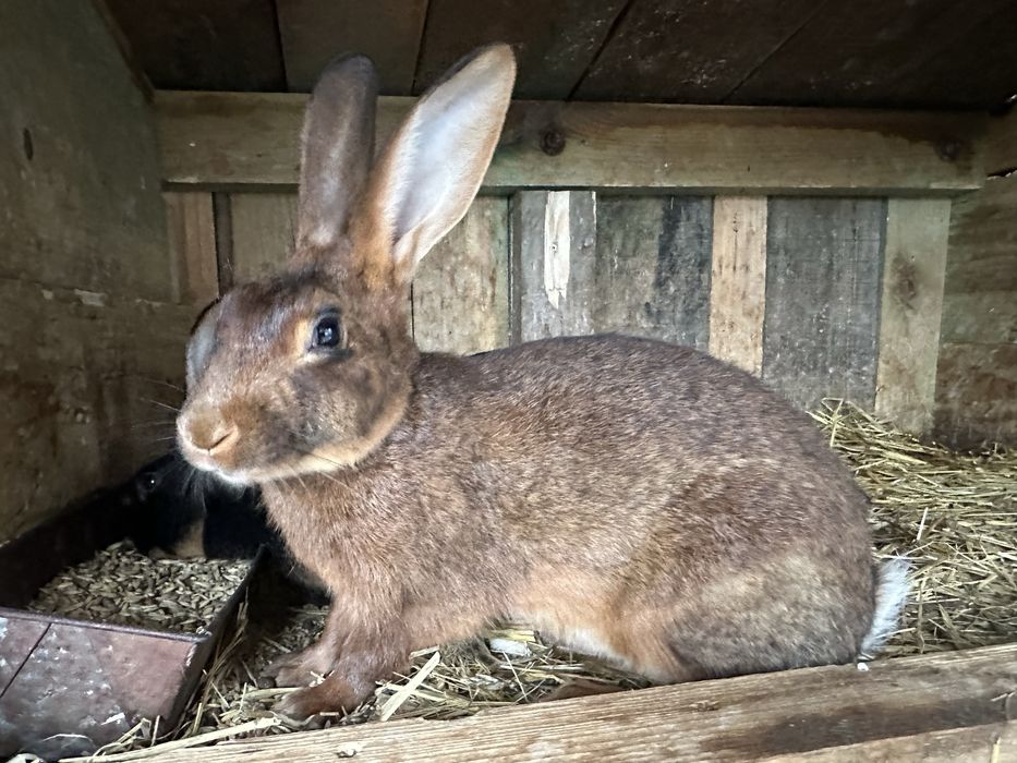 Sprzedam samca króla zajeczak