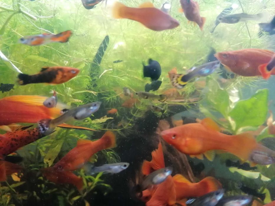 Rybki akwariowe mieczyki i molinezje