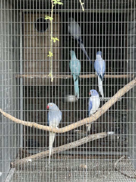 Ring necks 2026 opalinos