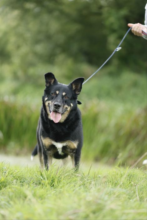 Indygo – duże serce w dużym ciele!