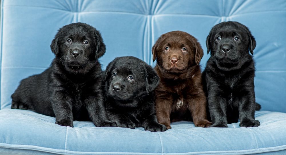 Лабрадор ретривер. КСУ-FCI