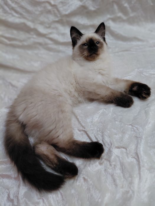 Kocurek  Syberyjski Neva  Masquarade