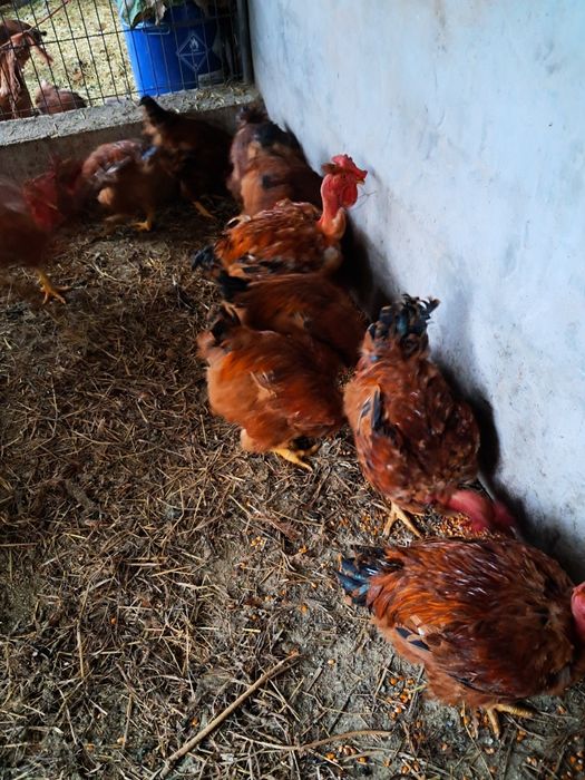 Galos caseiros criados