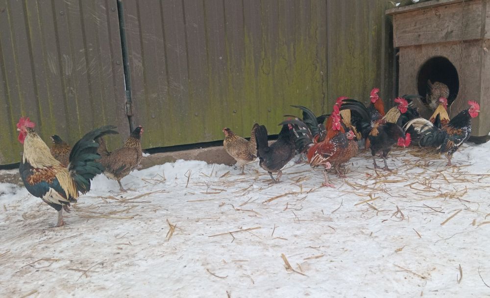 Карликові  Кури, БЕНТАМКИ  передаю автобусом