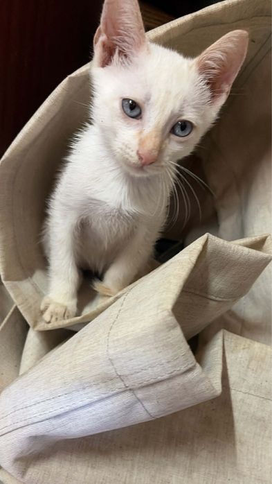 4 Bebés para Adoção!