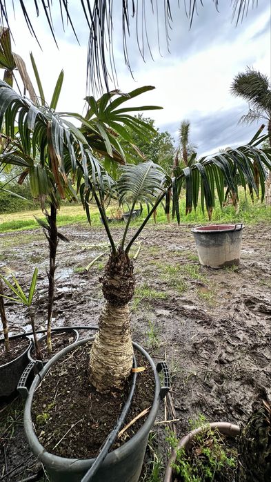 Cyca circinalis - cica rara