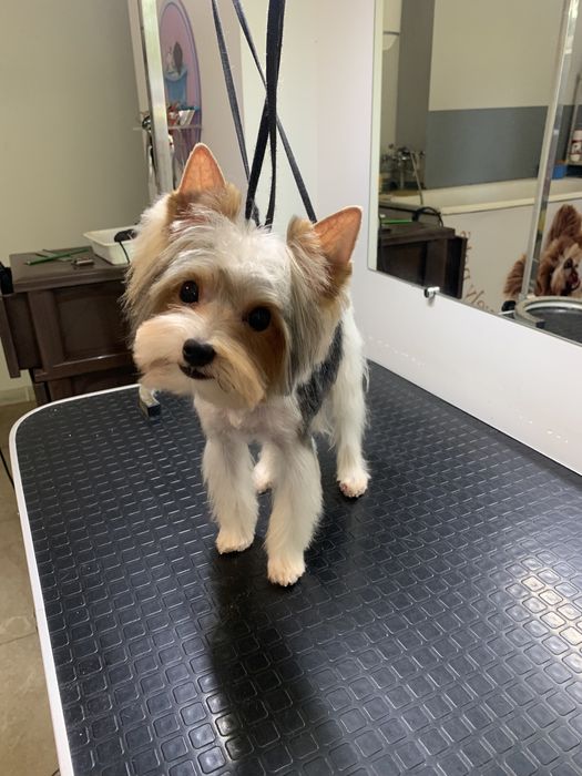 Стрижка собак і котів