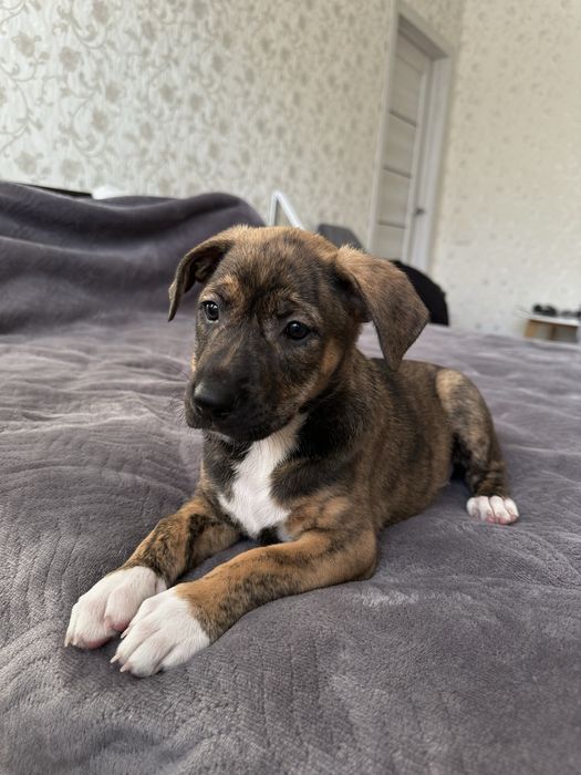 Цуцики   амстафа