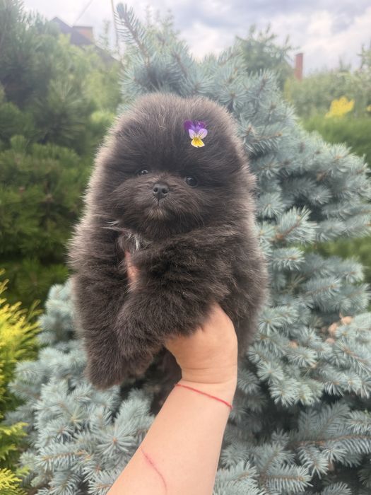 Девочка шпиц голубая