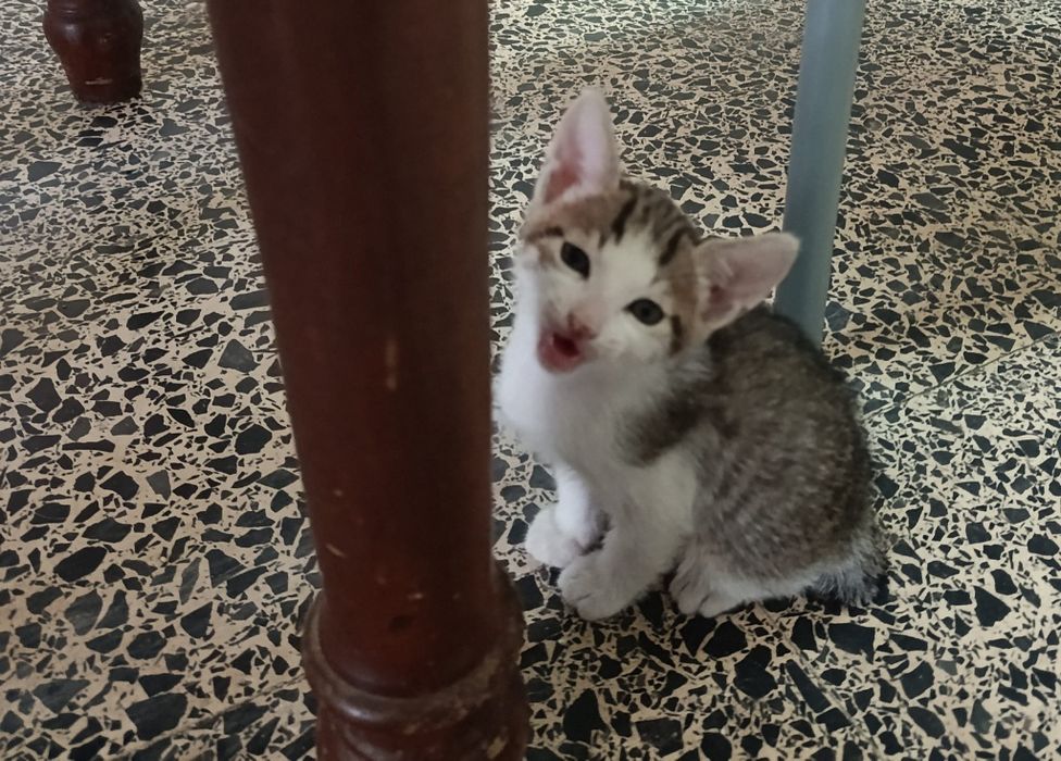 Da se estas gatinhas