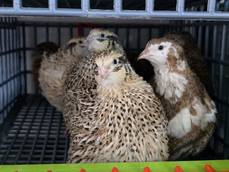 Młode nioski przepiórki celadon jumbo włoszka texas czerwone brojler