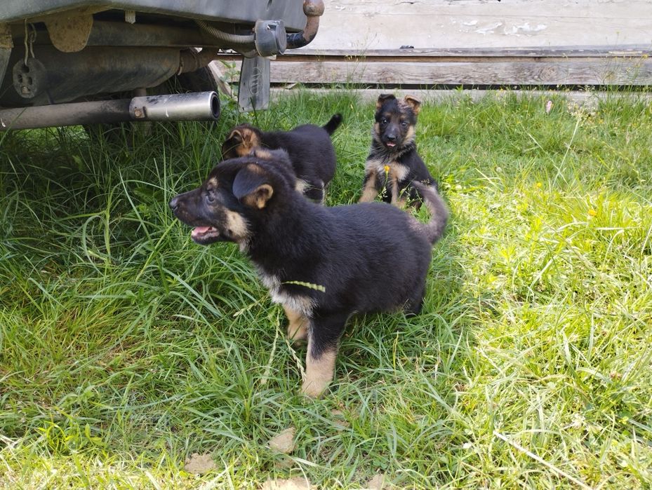 Продам цуценят німецької вівчарки