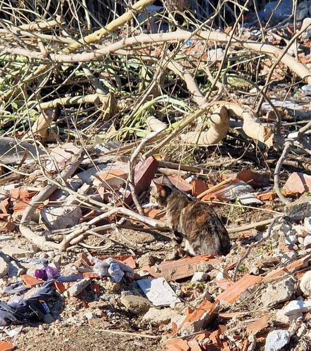 Dalila- Resgatada duma lixeira!