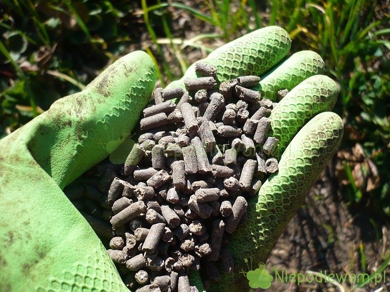 Granulowany obornik kurzy Transport